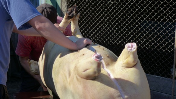 Schwein_aufgeschnitten_Kasachstan