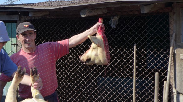 Schweinkopf_Schlachtfest_Kasachstan