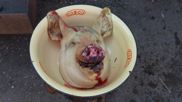 Schweinkopf_Kasachstan