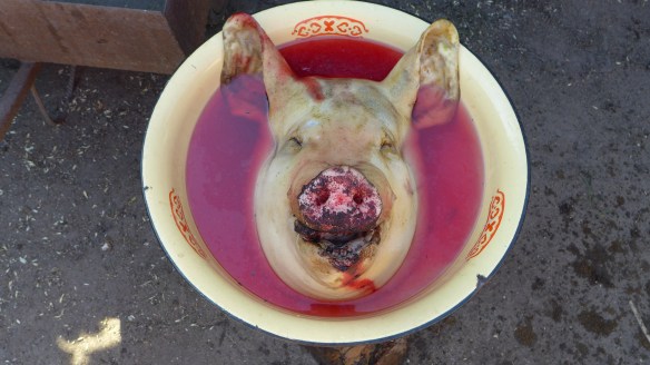 Schweinekopf_Schüssel