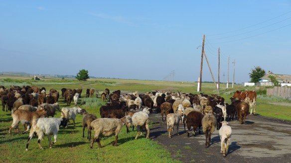 Schafherde_Kasachstan