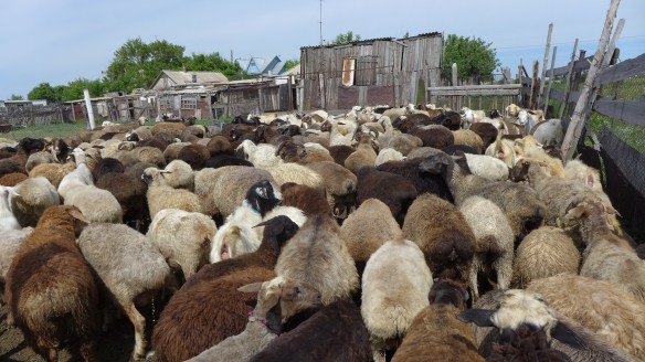 Stall_Schafe_Kasachstan