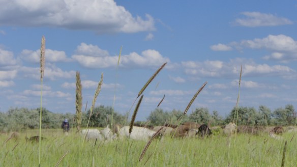 Herde_Steppe_Kasachstan