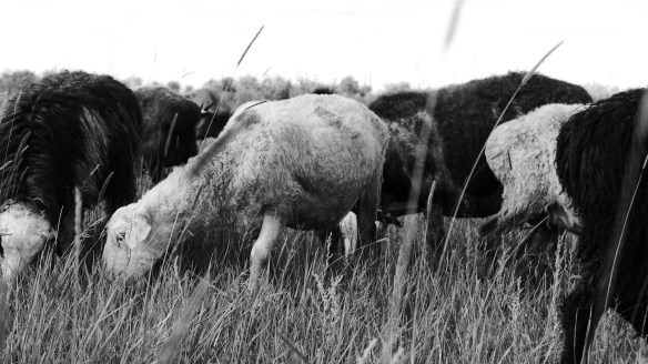 Schafe_schwarzweiss_Kasachstan