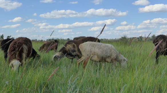 Schafe_Kasachstan