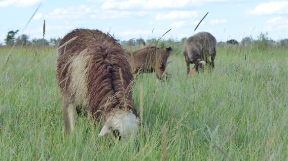 Schafe_grasen_Kasachstan