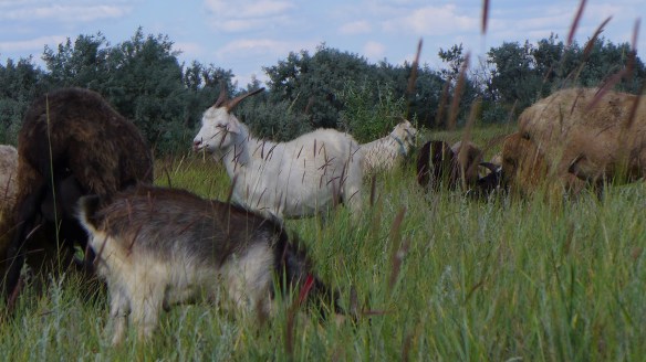 Ziegenbock_Kasachstan